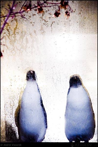 Fotografia: Tablou cu pinguini / Scene with Penguins, KERUCOV .ro © 1997 - 2022 || Andrei Vocurek