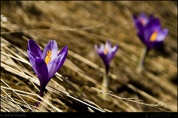Fotografia: Trei branduse / Three Crocuses, KERUCOV .ro © 1997 - 2025 || Andrei Vocurek