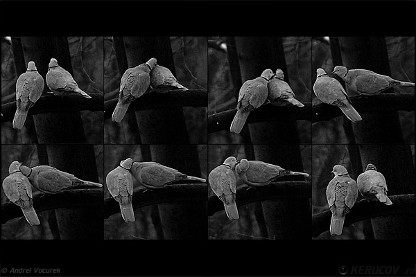 Fotografia Idila de ianuarie / Affair in January, album Lumea necuvantatoarelor / The World of Silent Creatures, Bucuresti / Bucharest, Romania / Roumanie, KERUCOV .ro © 1997 - 2025 || Andrei Vocurek
