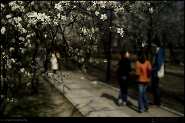 Fotografia Simti primavara? / Can You Feel Spring?, album Orasul oarecare - Puncte peste asfalt / Some City - Spots on the Asphalt, Bucuresti / Bucharest, Romania / Roumanie, KERUCOV .ro © 1997 - 2024 || Andrei Vocurek