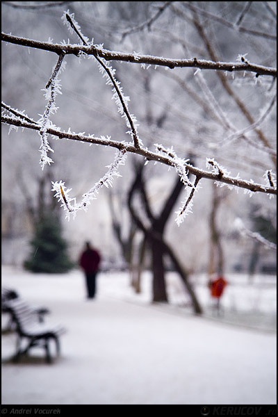 Fotografia A trecut iar Craciunul / Another Christmas Gone, album Orasul Bucuresti - Parcuri si gradini / Bucharest City - Parks and Gardens, Bucuresti / Bucharest, Romania / Roumanie, KERUCOV .ro © 1997 - 2025 || Andrei Vocurek