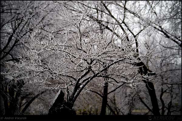 Fotografia Dantela rece / Cold Lace, album Orasul Bucuresti - Parcuri si gradini / Bucharest City - Parks and Gardens, Bucuresti / Bucharest, Romania / Roumanie, KERUCOV .ro © 1997 - 2025 || Andrei Vocurek