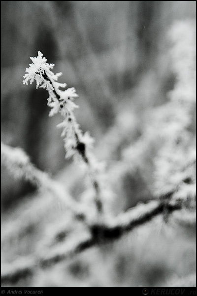 Fotografia Muguri de gheata / Burgeons of Ice, album Orasul Bucuresti - Parcuri si gradini / Bucharest City - Parks and Gardens, Bucuresti / Bucharest, Romania / Roumanie, KERUCOV .ro © 1997 - 2024 || Andrei Vocurek