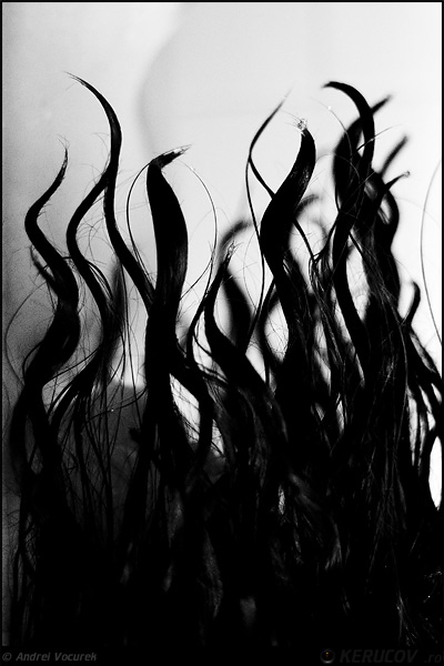 Fotografia: Flacari negre / Black Blazing Fire, KERUCOV .ro © 1997 - 2022 || Andrei Vocurek