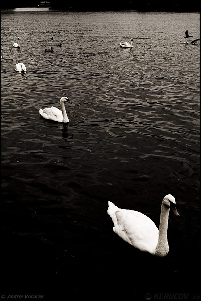 Fotografia: Lebede pe Vltava / Swans On The Vltava, KERUCOV .ro © 1997 - 2022 || Andrei Vocurek