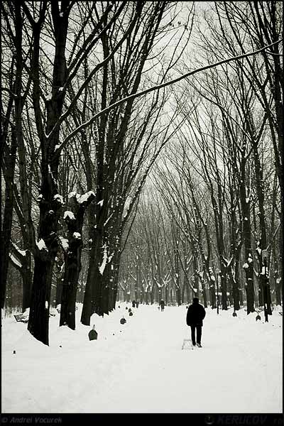 Fotografia: Sania pe aleea alba / Sleigh On The White Alley, KERUCOV .ro © 1997 - 2025 || Andrei Vocurek