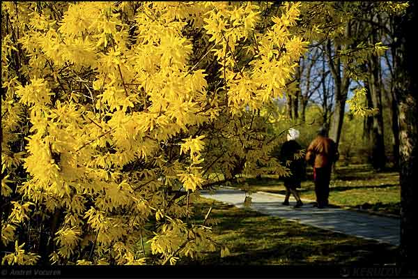 Fotografia Galben de Primavara / Yellow for Spring, album Orasul Bucuresti - Parcuri si gradini / Bucharest City - Parks and Gardens, Bucuresti / Bucharest, Romania / Roumanie, KERUCOV .ro © 1997 - 2025 || Andrei Vocurek
