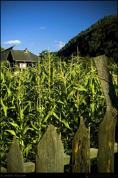 Fotografia Casa din porumb / The House of The Maize Land, album Viata simpla de la tara / Simple Life in the Countryside, Lepsa, Romania / Roumanie, KERUCOV .ro © 1997 - 2025 || Andrei Vocurek