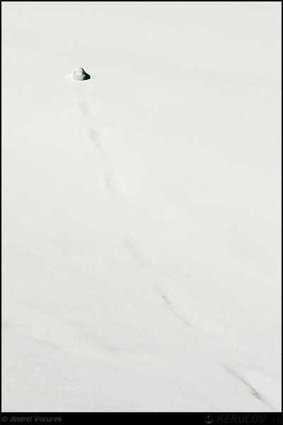 Fotografia Ultimul bulgare de zapada / Last Snowball, album Pasul peste munti / Step Over Mountains, Predeal, Romania / Roumanie, KERUCOV .ro © 1997 - 2022 || Andrei Vocurek