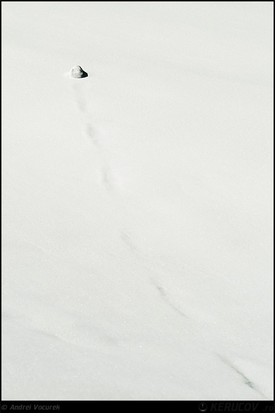 Fotografia: Ultimul bulgare de zapada / Last Snowball, KERUCOV .ro © 1997 - 2025 || Andrei Vocurek