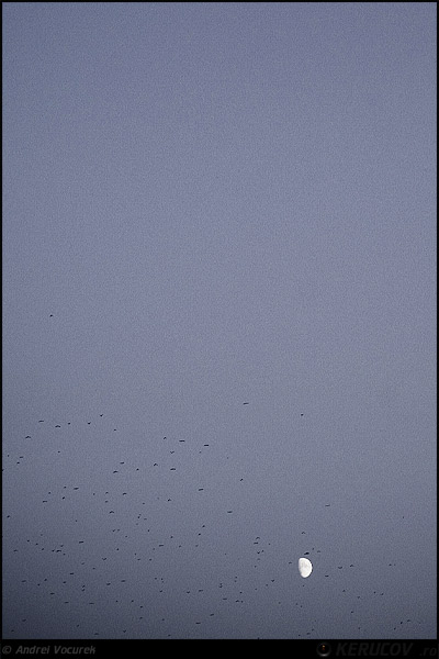 Fotografia Neliniste / Restlessness, album Vremuri si spatii din Romania / Times and Spaces from Romania, Bucuresti / Bucharest, Romania / Roumanie, KERUCOV .ro © 1997 - 2025 || Andrei Vocurek