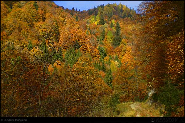 Fotografia Traseu de toamna / Autumn Trail, album Vremuri si spatii din Romania / Times and Spaces from Romania, Muntii Ciucas, Romania / Roumanie, KERUCOV .ro © 1997 - 2025 || Andrei Vocurek