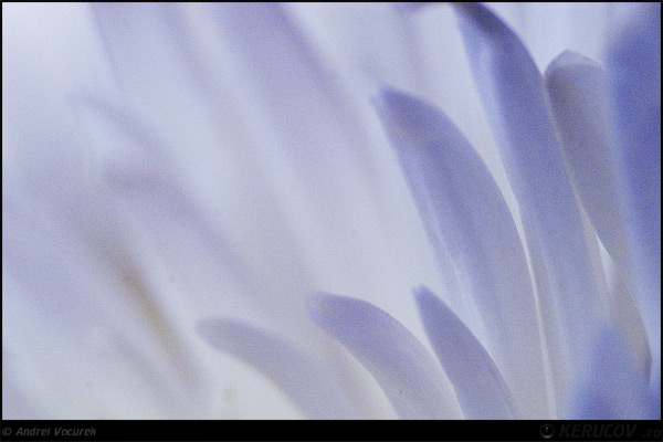 Fotografia Printre petale / Among Petals, album Lumea culori - florilor / World of Colors and Flowers, Bucuresti / Bucharest, Romania / Roumanie, KERUCOV .ro © 1997 - 2022 || Andrei Vocurek