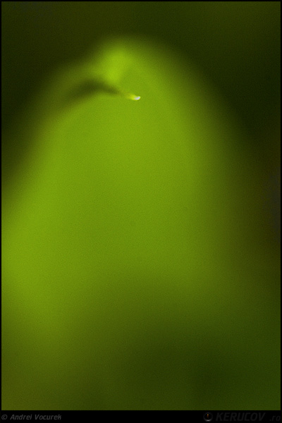 Fotografia Verde verde / Green Green, album Lumea culori - florilor / World of Colors and Flowers, Bucuresti / Bucharest, Romania / Roumanie, KERUCOV .ro © 1997 - 2022 || Andrei Vocurek