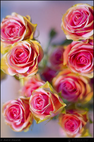 Fotografia Acei trandafiri / Those Roses, album Lumea culori - florilor / World of Colors and Flowers, Bucuresti / Bucharest, Romania / Roumanie, KERUCOV .ro © 1997 - 2022 || Andrei Vocurek