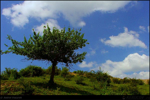 Fotografia: In verde / In Green, KERUCOV .ro © 1997 - 2025 || Andrei Vocurek