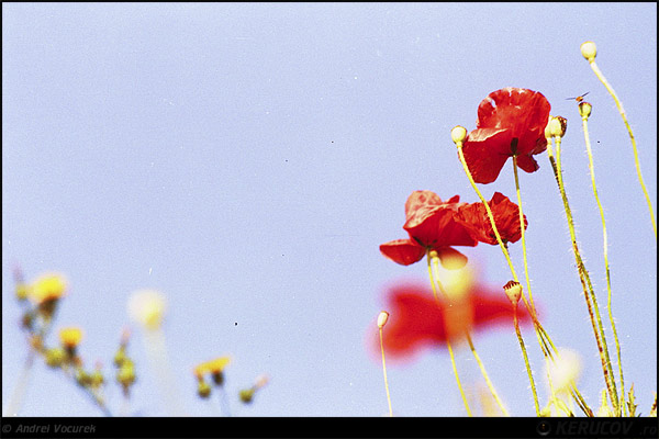 Fotografia Printre maci / Among Poppies, album Lumea culori - florilor / World of Colors and Flowers, Constanta, Romania / Roumanie, KERUCOV .ro © 1997 - 2024 || Andrei Vocurek