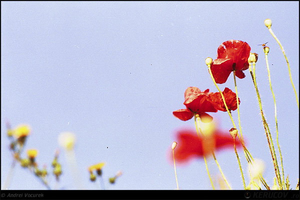 Fotografia: Printre maci / Among Poppies, KERUCOV .ro © 1997 - 2025 || Andrei Vocurek