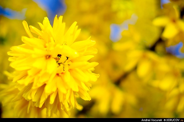 Fotografia: Galben de primavara / Spring Yellow, KERUCOV .ro © 1997 - 2022 || Andrei Vocurek