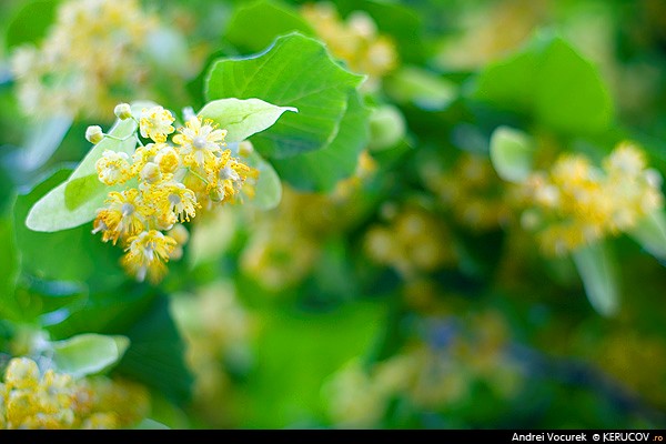 Fotografia: Flori de tei / Lime Flowers, KERUCOV .ro © 1997 - 2022 || Andrei Vocurek