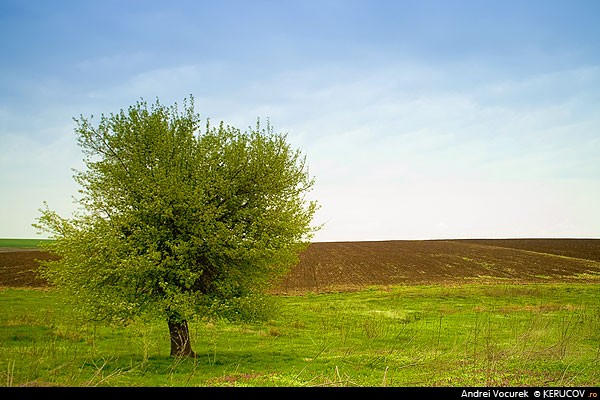 Fotografia Copacul verde / The Green Tree, album Vremuri si spatii din Romania / Times and Spaces from Romania, Draganesti - Vlasca, Romania / Roumanie, KERUCOV .ro © 1997 - 2022 || Andrei Vocurek