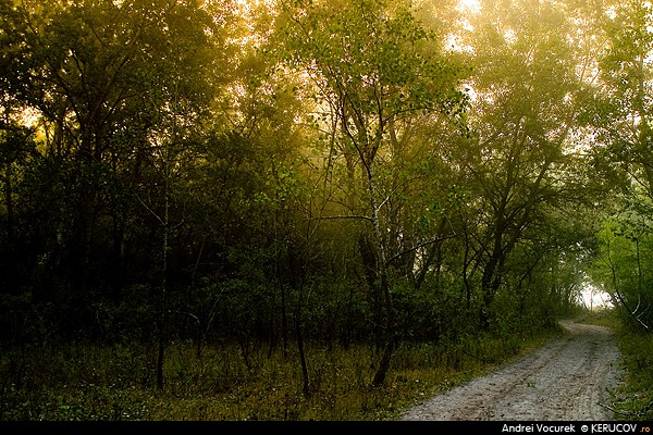 Fotografia: In Padurea Letea - 2 / In The Letea Forest - 2, KERUCOV .ro © 1997 - 2025 || Andrei Vocurek