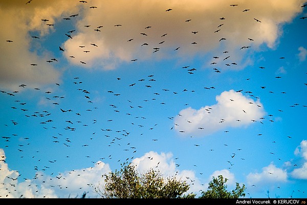 Fotografia Pasarile / The Birds, album Lumea necuvantatoarelor / The World of Silent Creatures, sat Letea, Romania / Roumanie, KERUCOV .ro © 1997 - 2024 || Andrei Vocurek