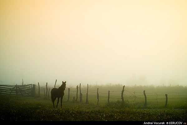 Fotografia: Peisaj cu un cal / Landscape With A Horse, KERUCOV .ro © 1997 - 2022 || Andrei Vocurek