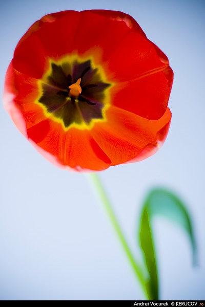 Fotografia: Laleaua / The Tulip, KERUCOV .ro © 1997 - 2025 || Andrei Vocurek
