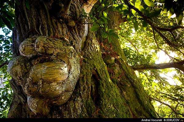 Fotografia: Sub castanul din Baamonde / Under The Chestnut Tree Of Baamonde, KERUCOV .ro © 1997 - 2022 || Andrei Vocurek