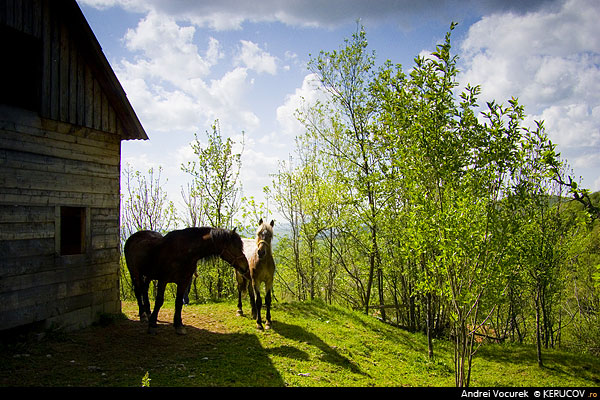 Fotografia: Un cal batran, un cal tanar / , KERUCOV .ro © 1997 - 2025 || Andrei Vocurek