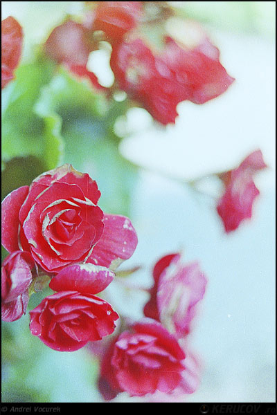 Fotografia Trandafiri roz / Pink Roses, album Lumea culori - florilor / World of Colors and Flowers, Bucuresti / Bucharest, Romania / Roumanie, KERUCOV .ro © 1997 - 2025 || Andrei Vocurek