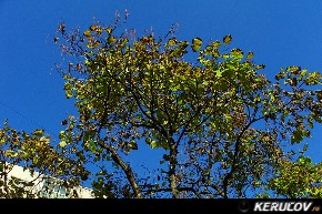 Traseu cu bicicleta MTB XC Caldarusani - Padurea Caldarusani - Manastirea Caldarusani - KERUCOV .ro © 2007 - 2025 || #traseecubicicleta #mtb #ssp