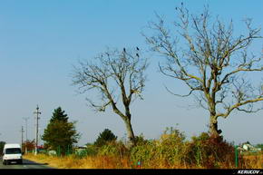 KERUCOV .ro - Fotografie si Jurnale de Calatorie - Traseu MTB Bucuresti - Gradistea - Comana - Parcul Natural Comana de Andrei Vocurek