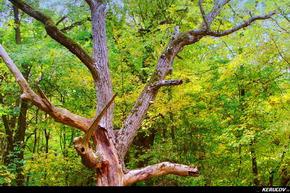 KERUCOV .ro - Fotografie si Jurnale de Calatorie - Traseu MTB Bucuresti - Gradistea - Comana - Parcul Natural Comana de Andrei Vocurek