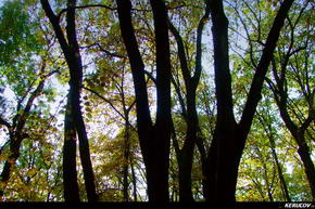 KERUCOV .ro - Fotografie si Jurnale de Calatorie - Traseu MTB Bucuresti - Gradistea - Comana - Parcul Natural Comana de Andrei Vocurek