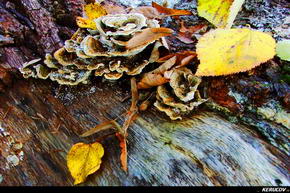 KERUCOV .ro - Fotografie si Jurnale de Calatorie - Traseu MTB Bucuresti - Gradistea - Comana - Parcul Natural Comana de Andrei Vocurek