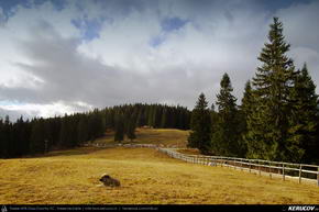 Trasee cu bicicleta MTB XC - Traseu MTB Predeal - Susai - Azuga - Valea Cerbului - Busteni de Andrei Vocurek