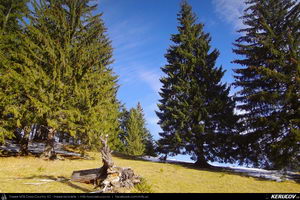 Trasee cu bicicleta MTB XC - Traseu MTB Predeal - Sipote - Forban - Diham - Poiana Izvoarelor - Busteni de Andrei Vocurek