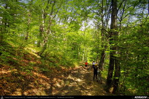 Trasee cu bicicleta MTB XC - Traseu MTB Cozia MTB 2014: Calimanesti - Serbanesti - Seaca - Babuesti - Jiblea Veche (concurs MTB) de Andrei Vocurek