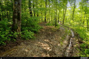 Trasee cu bicicleta MTB XC - Traseu MTB Cozia MTB 2014: Calimanesti - Serbanesti - Seaca - Babuesti - Jiblea Veche (concurs MTB) de Andrei Vocurek