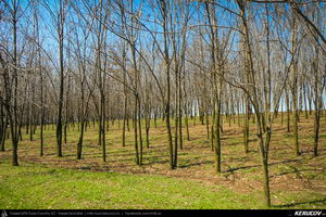 Trasee cu bicicleta MTB XC - Traseu MTB Bucuresti - Branesti - Islaz - Belciugatele - Candeasca (Cu bicicleta la tara - Balta Belciugatele) de Andrei Vocurek