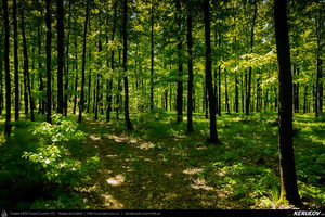 Trasee cu bicicleta MTB XC - Traseu MTB Topoloveni Bike Adventure - TBA Primavara 2015: Topoloveni - Botarcani - Crintesti - Glambocelu - Baila - Topoloveni (concurs MTB) de Andrei Vocurek
