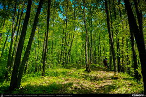 Trasee cu bicicleta MTB XC - Traseu MTB Topoloveni Bike Adventure - TBA Primavara 2015: Topoloveni - Botarcani - Crintesti - Glambocelu - Baila - Topoloveni (concurs MTB) de Andrei Vocurek