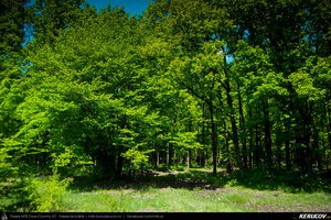 Trasee cu bicicleta MTB XC - Traseu MTB Topoloveni Bike Adventure - TBA Primavara 2015: Topoloveni - Botarcani - Crintesti - Glambocelu - Baila - Topoloveni (concurs MTB) de Andrei Vocurek