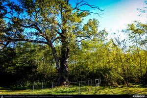 Trasee cu bicicleta MTB XC - Traseu MTB Campina - Urleta - Cocorastii Mislii - Bustenari - Poiana Trestiei - Cosminele - Dumbravesti - Plopeni - Ploiesti de Andrei Vocurek