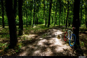 Trasee cu bicicleta MTB XC - Traseu SSP Bucuresti - Colibasi - Comana - Vlad Tepes - Gradistea - 1 Decembrie - Bucuresti (bujorul de padure in Parcul Natural Comana) de Andrei Vocurek