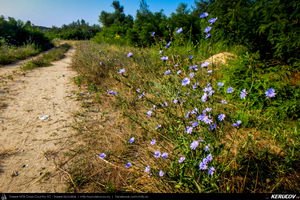 Trasee cu bicicleta MTB XC - Traseu SSP Bucuresti - Jilava - 1 Decembrie - Adunatii-Copaceni - Bucuresti (popas pe malul Raului Arges) de Andrei Vocurek