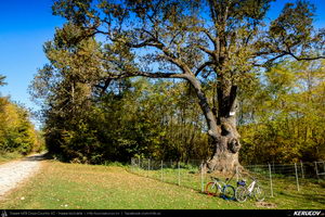Trasee cu bicicleta MTB XC - Traseu SSP Campina - Banesti - Urleta - Mislea - Cocorastii Mislii - Plopeni - Baicoi - Floresti de Andrei Vocurek