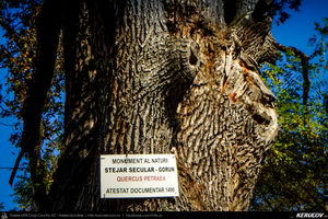 Trasee cu bicicleta MTB XC - Traseu SSP Campina - Banesti - Urleta - Mislea - Cocorastii Mislii - Plopeni - Baicoi - Floresti de Andrei Vocurek